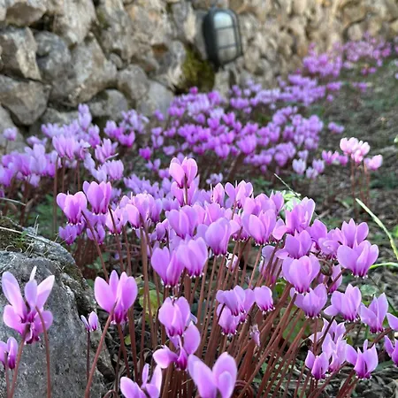 Hébergement de vacances Olive Grove - Excellent View *