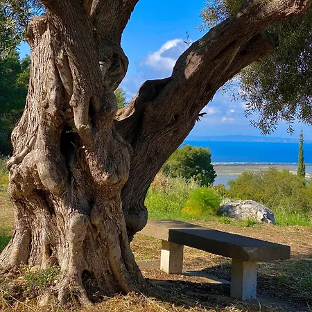 Olive Grove - Excellent View *