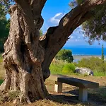 Olive Grove - Excellent View *