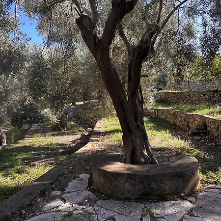 Σπίτι διακοπών Olive Grove - Excellent View *