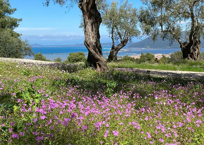 Olive Grove - Excellent View * Frinion