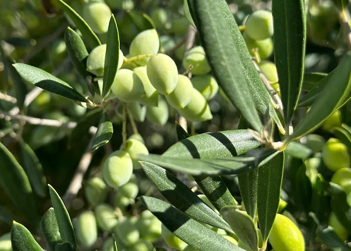 Olive Grove - Excellent View